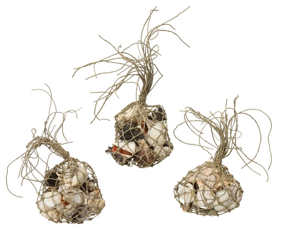 Deko-Muscheln in braun