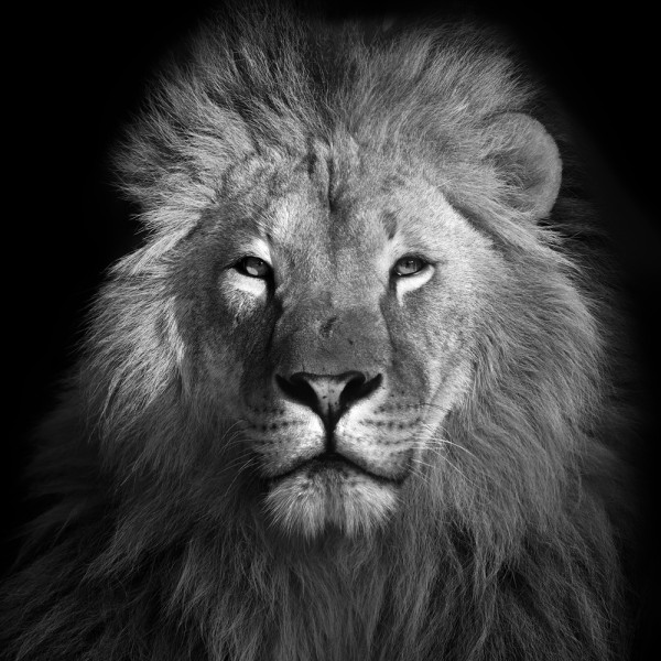 Akustikbild KÖNIG DER LÖWEN aus Materialmix