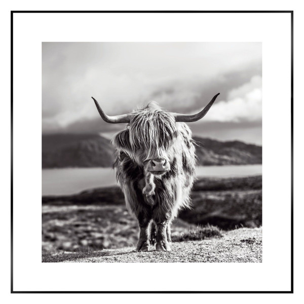 Bild HIGHLAND COW