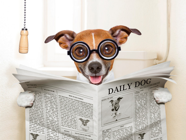 Akustikbild HUND MIT ZEITUNG