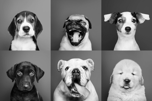 Akustikbild LUSTIGE HUNDE aus Materialmix