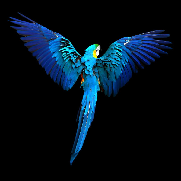 Aludibondbild BLUEPARROT