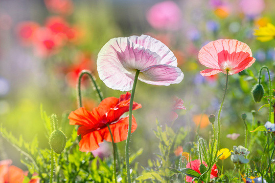 Akustikbild MOHNBLUMEN 4