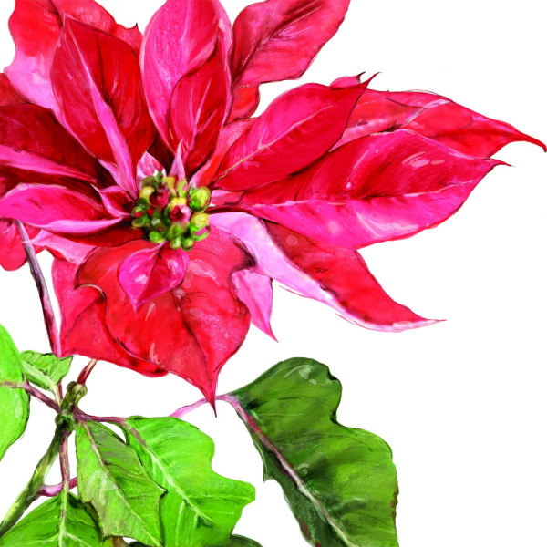 Servietten POINSETTIA in mehrfarbig aus Papier