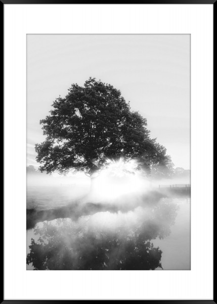 Bild FOGGY TREE