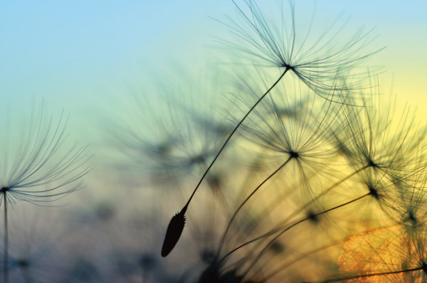 Akustikbild PUSTEBLUME 1