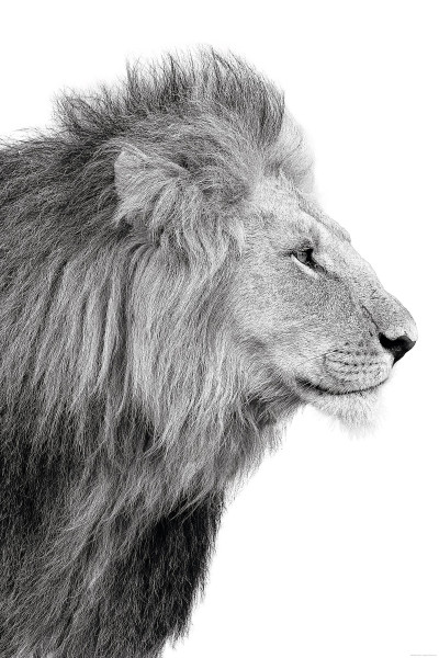 Bild LIONS PROFILE
