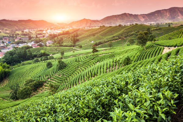 Akustikbild WEINBERGE