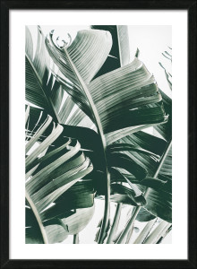 Gerahmtes Bild JUNGLE LEAVES Gerahmtes Bild JUNGLE LEAVES